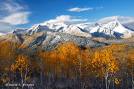 fall_aspens