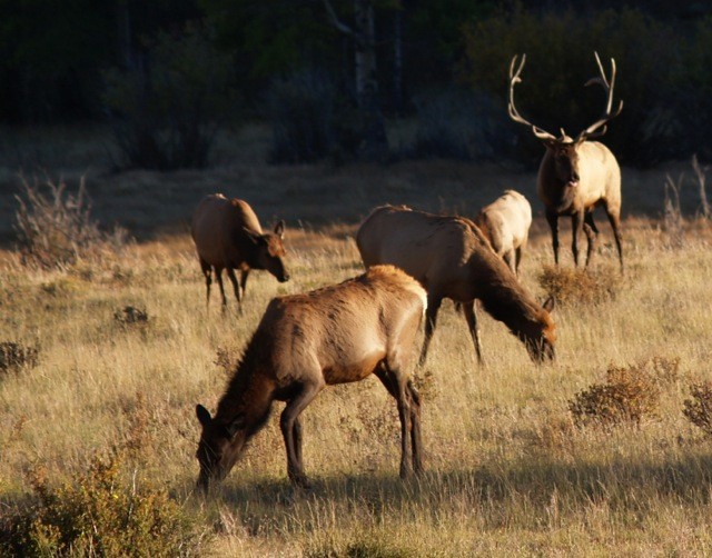 bull elk herd