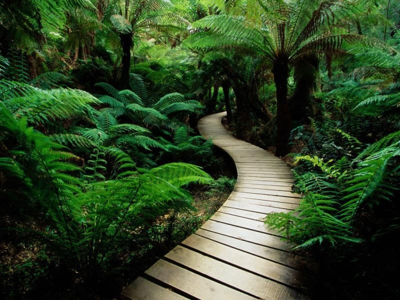 pathway through ferns