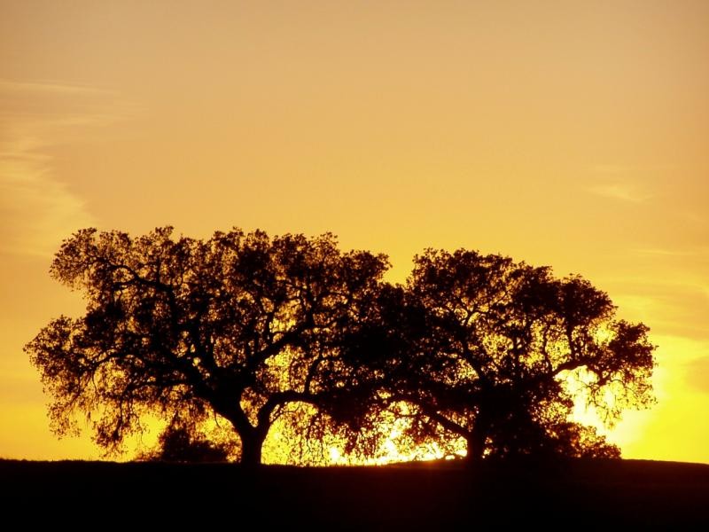 2 treed sunset