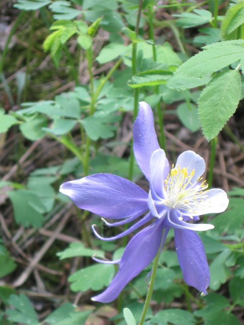 purple flower