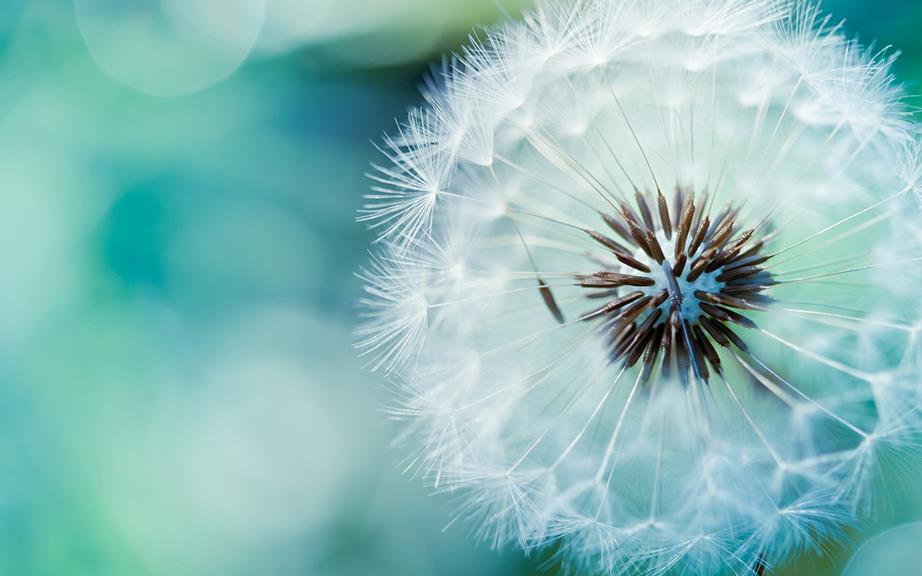 dandelion breath