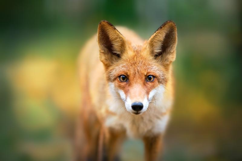 fox