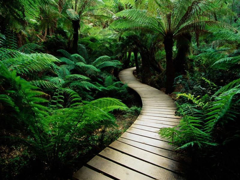 green nature wood path