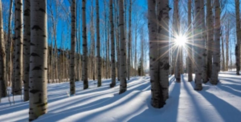 light through trees