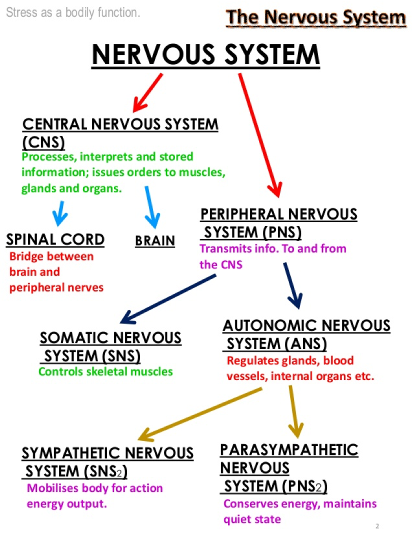 nervous system