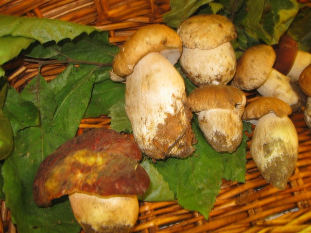 porcini